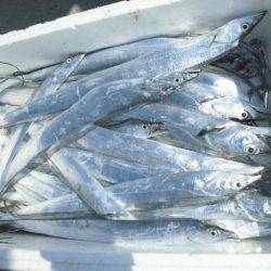 大進丸(愛知) 釣果