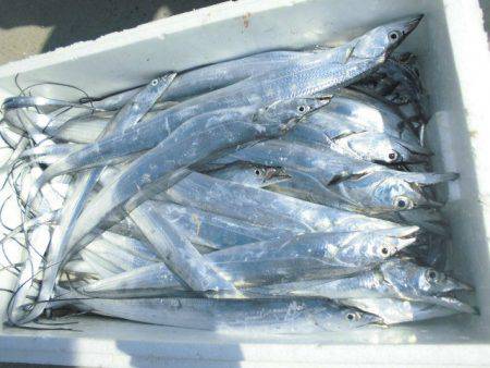 大進丸(愛知) 釣果