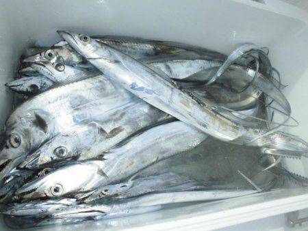 大進丸（愛知） 釣果