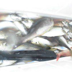 大進丸（愛知） 釣果