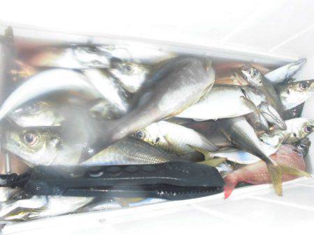 大進丸（愛知） 釣果