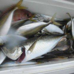 大進丸（愛知） 釣果