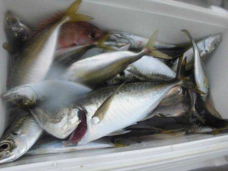 大進丸（愛知） 釣果