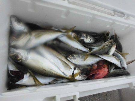 大進丸（愛知） 釣果