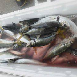 大進丸（愛知） 釣果