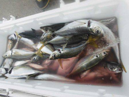 大進丸（愛知） 釣果