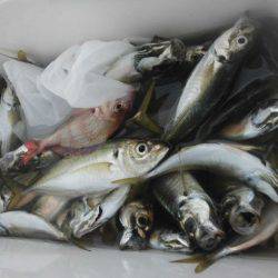 大進丸（愛知） 釣果