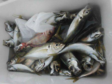 大進丸（愛知） 釣果