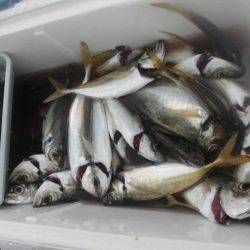 大進丸（愛知） 釣果