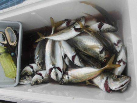 大進丸（愛知） 釣果