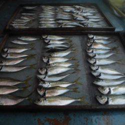 大進丸（愛知） 釣果