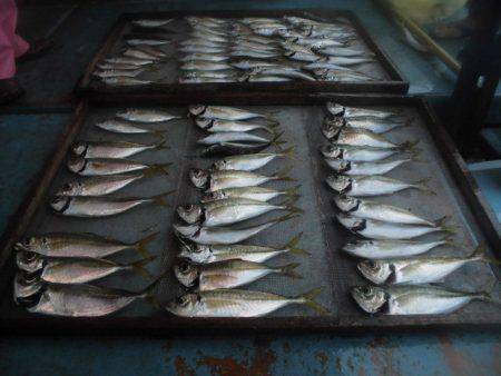 大進丸（愛知） 釣果