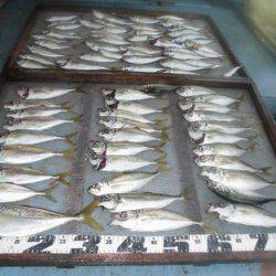 大進丸（愛知） 釣果