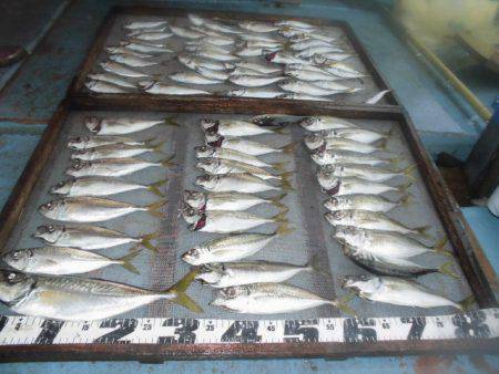 大進丸（愛知） 釣果