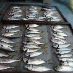 大進丸（愛知） 釣果