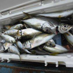 大進丸（愛知） 釣果