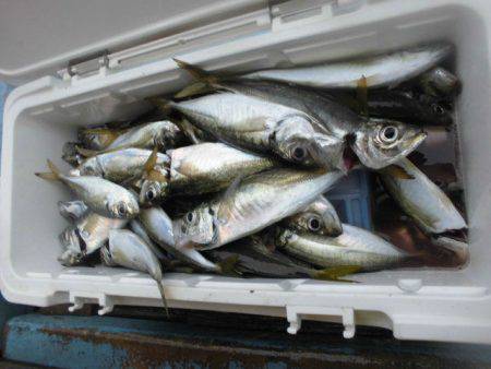 大進丸（愛知） 釣果