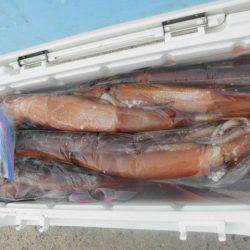 大進丸（愛知） 釣果