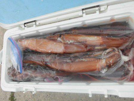 大進丸（愛知） 釣果