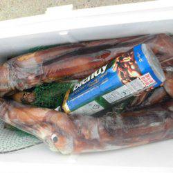 大進丸（愛知） 釣果