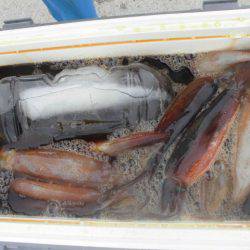 大進丸（愛知） 釣果