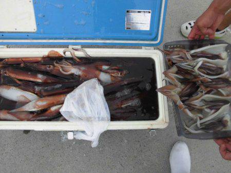 大進丸（愛知） 釣果