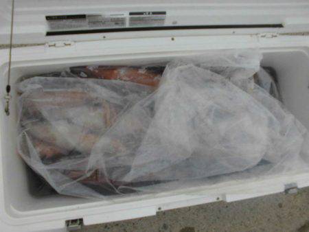 大進丸（愛知） 釣果