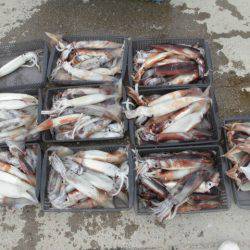 大進丸（愛知） 釣果