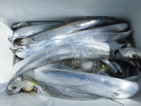 大進丸（愛知） 釣果