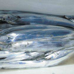 大進丸(愛知) 釣果