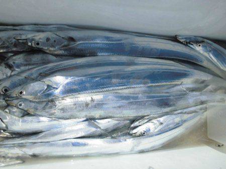 大進丸(愛知) 釣果