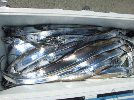 大進丸（愛知） 釣果