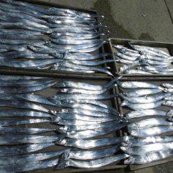 大進丸（愛知） 釣果