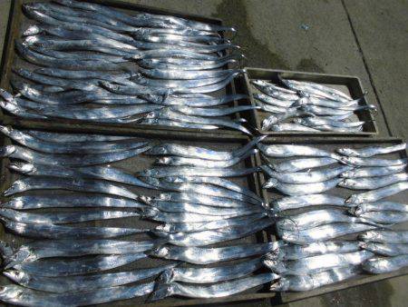 大進丸（愛知） 釣果