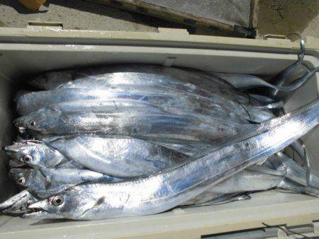 大進丸（愛知） 釣果