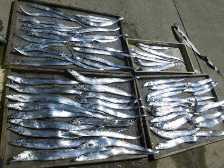 大進丸（愛知） 釣果