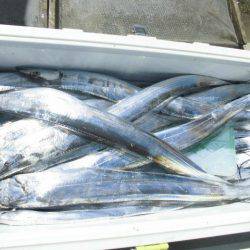 大進丸（愛知） 釣果