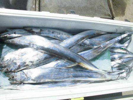 大進丸（愛知） 釣果