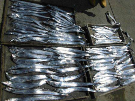 大進丸（愛知） 釣果