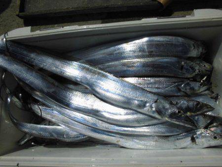 大進丸（愛知） 釣果