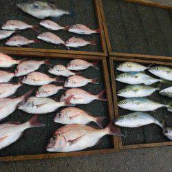 大進丸（愛知） 釣果