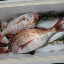 大進丸（愛知） 釣果