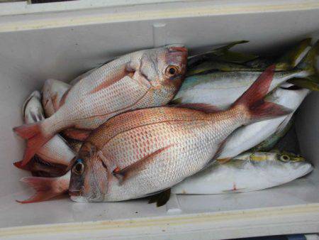 大進丸（愛知） 釣果