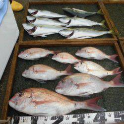 大進丸（愛知） 釣果