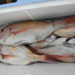 大進丸（愛知） 釣果