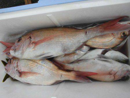 大進丸（愛知） 釣果