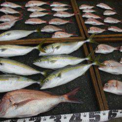 大進丸（愛知） 釣果