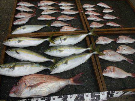 大進丸（愛知） 釣果