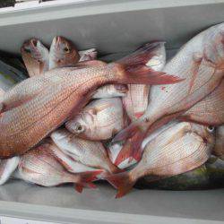 大進丸（愛知） 釣果