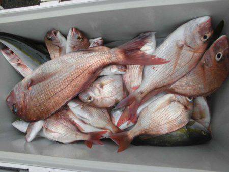 大進丸（愛知） 釣果